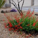 firecracker_penstemon_eatonii_purple_trailing_lantana