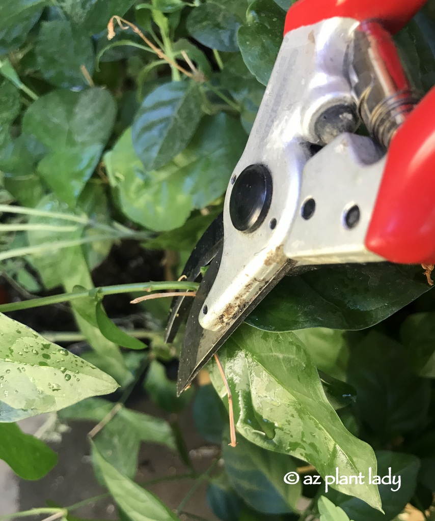 Overgrown Container Plants Pruning