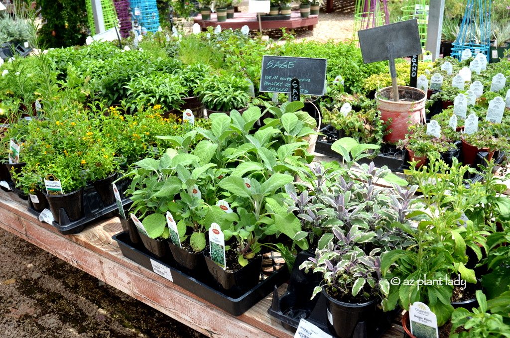 my garden is overflowing with herbs