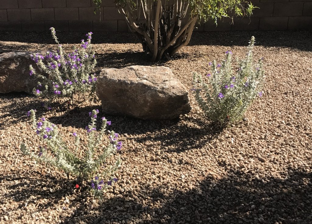 Newly planted 'Blue Bell' (Eremophila hygrophana) shrubs