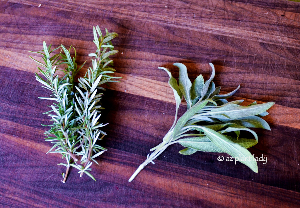 rosemary_sage_herbs