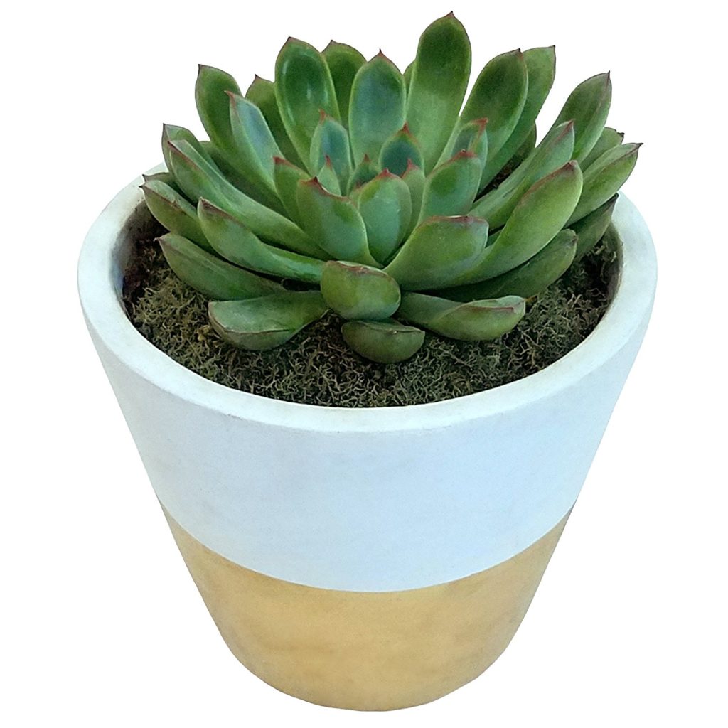 Potted Succulents (Garden Gifts)