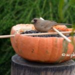 Pumpkin-Bird-Feeder