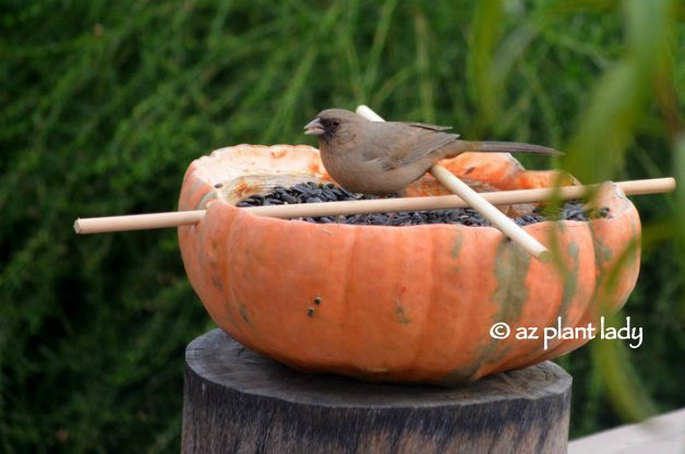 Pumpkin-Bird-Feeder