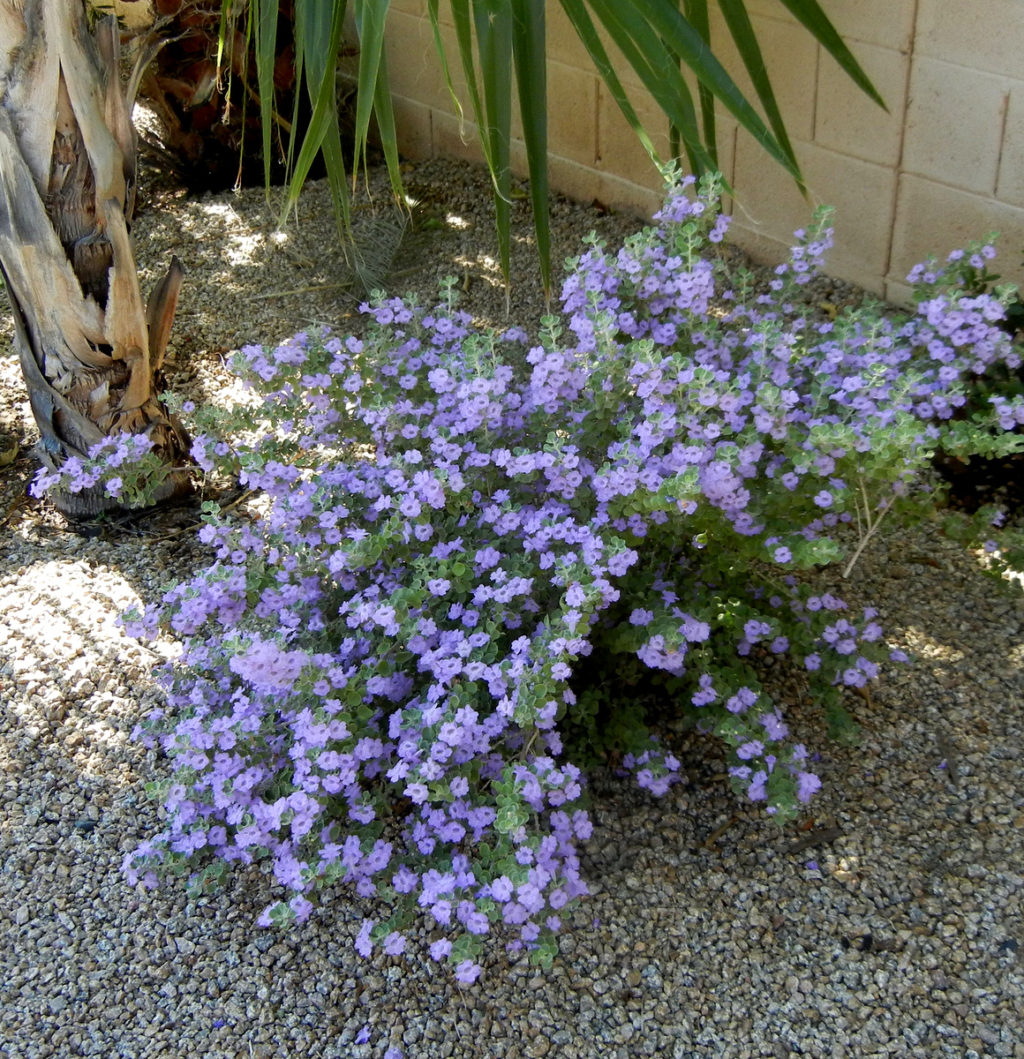 Overgrown plant , Heavenly Cloud Texas Sage several weeks after severe pruning. 