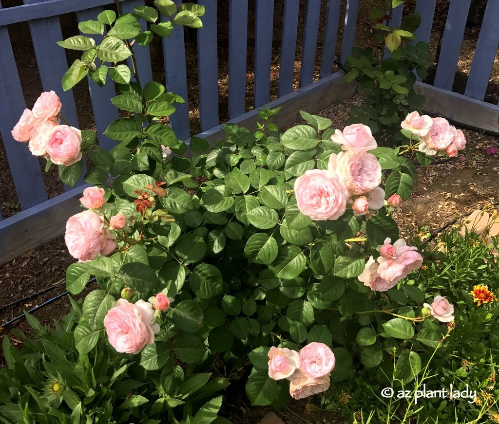 love affair for roses with pink roses in my garden