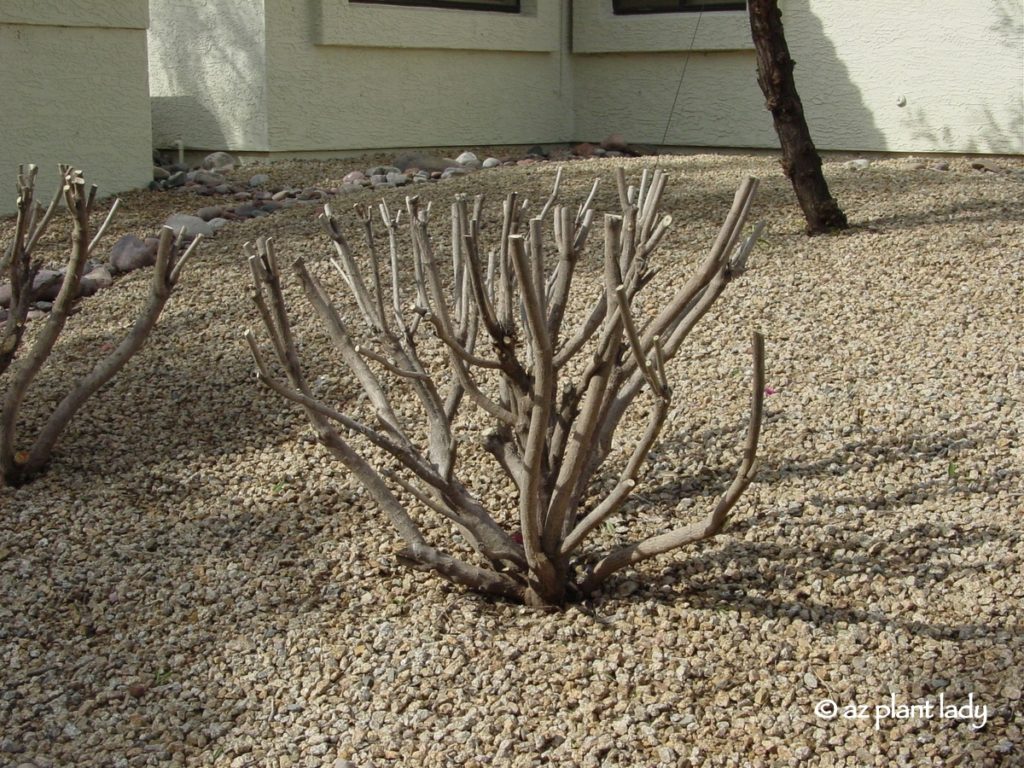 Overgrown plant , Oleander that has undergone severe renewal pruning in spring