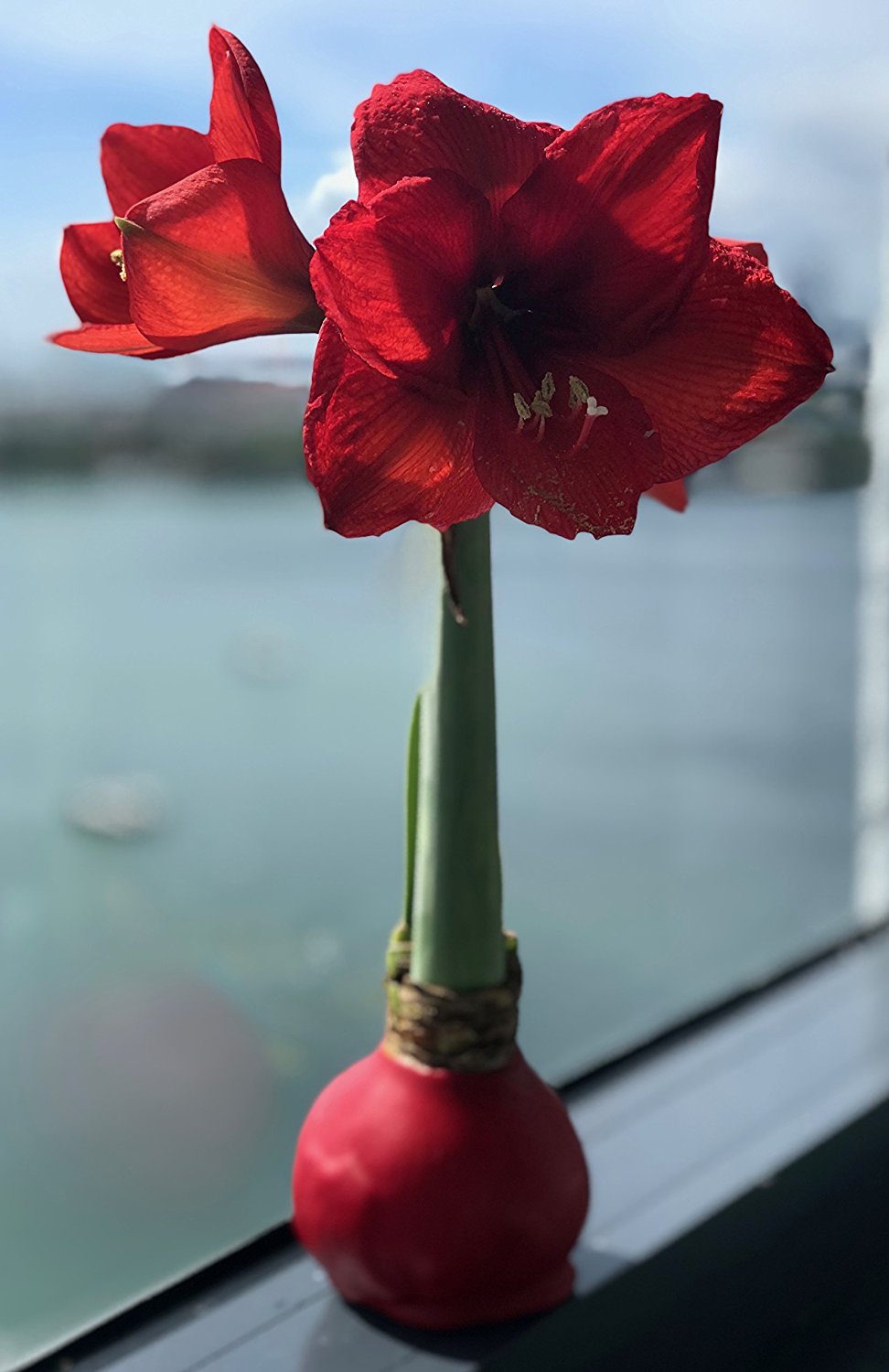 Waxed Amaryllis (Garden Gifts)