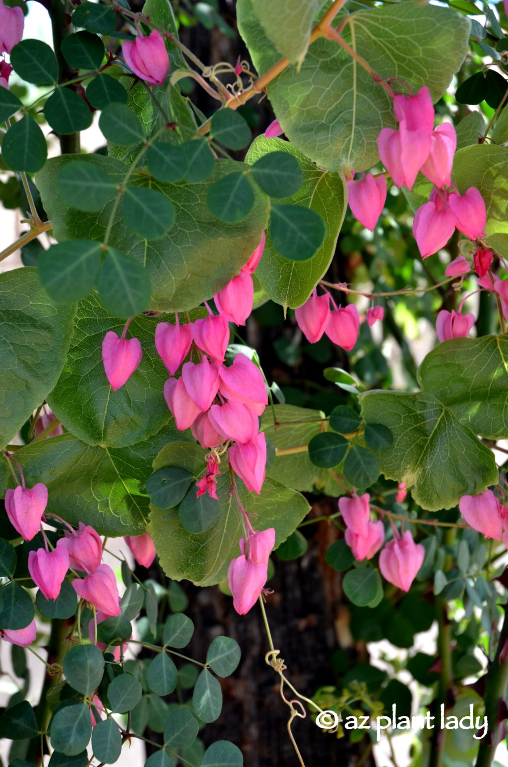 Queens wreath vine pink flowers