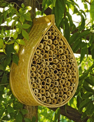 mason bee house