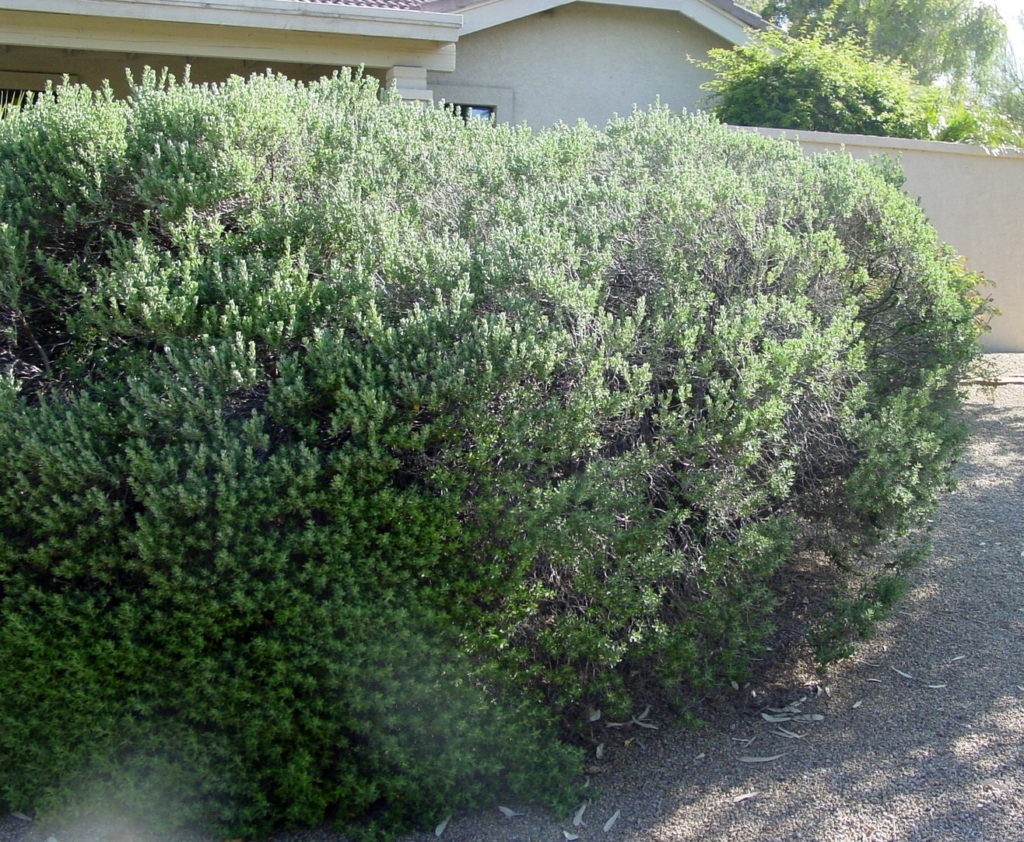 Overgrown plant , old Texas sage (Leucophyllum frutescens 'Green Cloud')