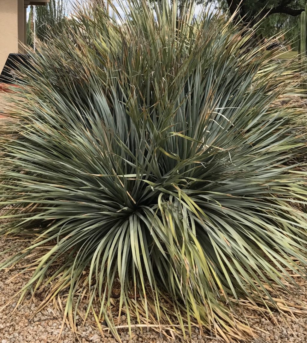 Overgrown plant , Old desert spoon (Dasylirion wheeleri)