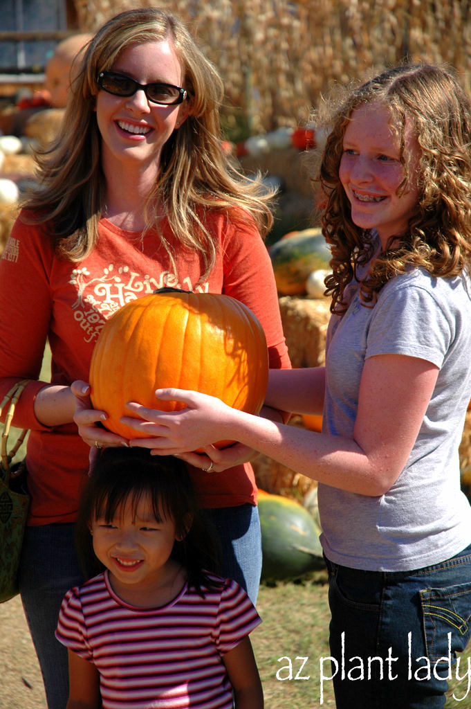 Pumpkins 