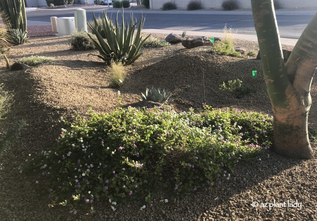 A view of the November garden