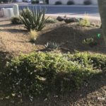 purple_white_trailing_lantana_southwest_garden