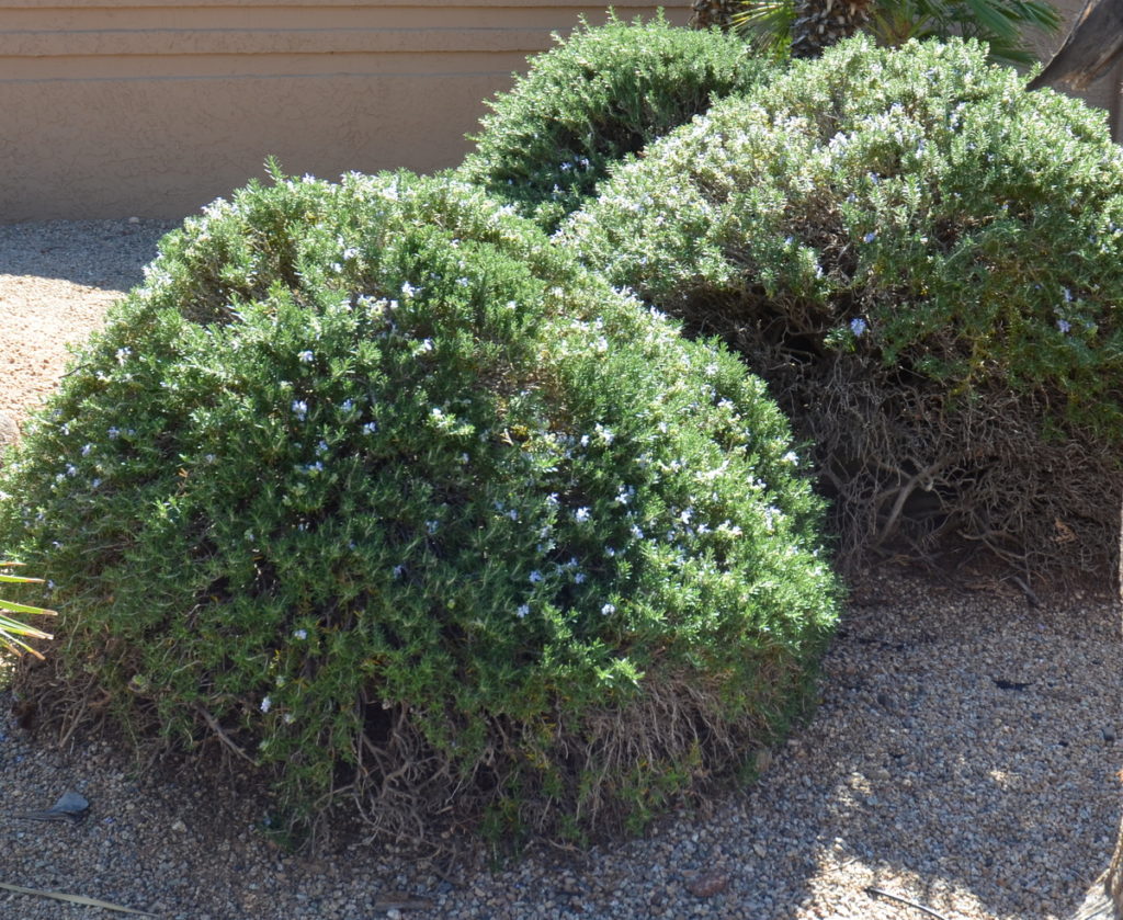 Overgrown plant , Old rosemary filled with unproductive woody growth