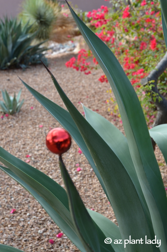 December Happenings: Ballet, Sideways Agave, Pumpkins, and Snickerdoodles