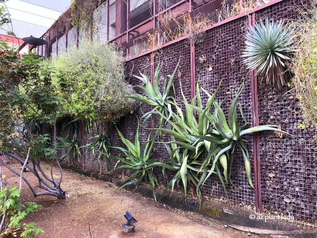 chuparosa (Justicia californica), octopus agave (Agave vilmoriniana), and yucca