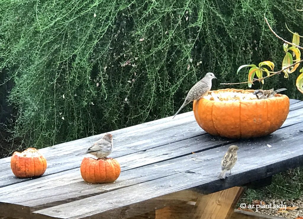 Garden bird friends eating from a pumpkin