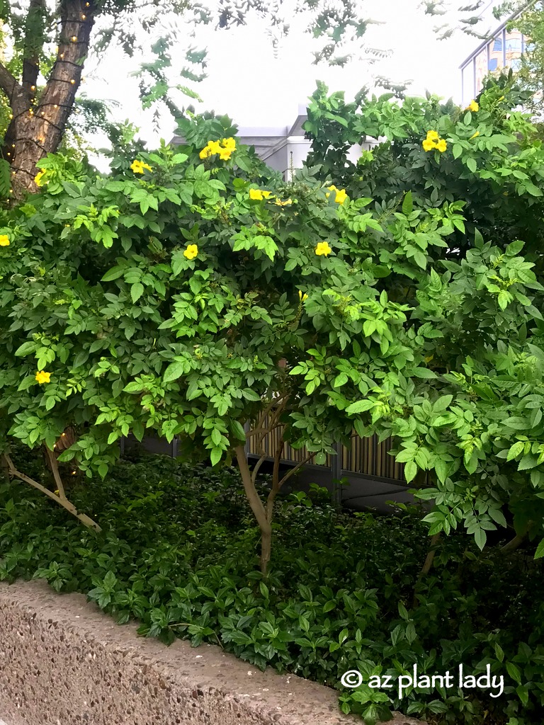 yellow bell shrubs (Tecoma stans stans) 