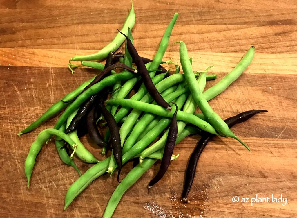 My favorite beans from the garden