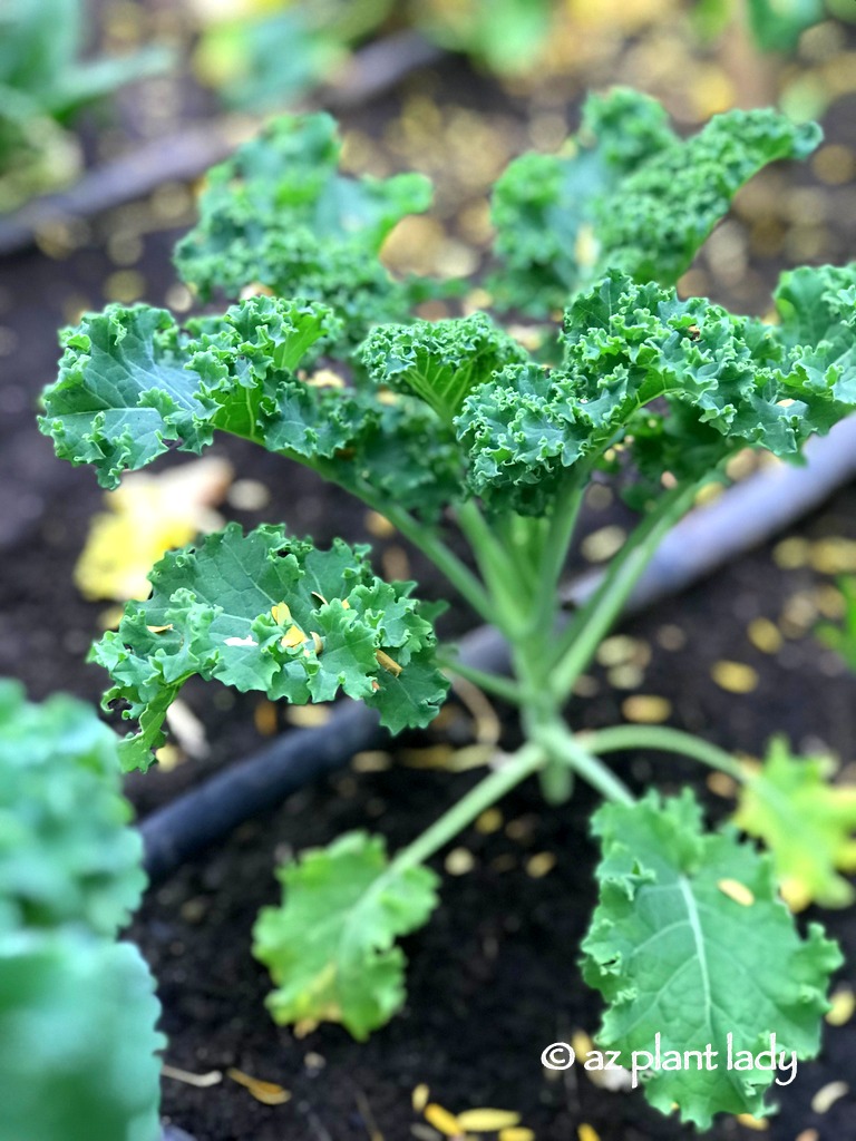 Winter Kale in the Vegetable Garden