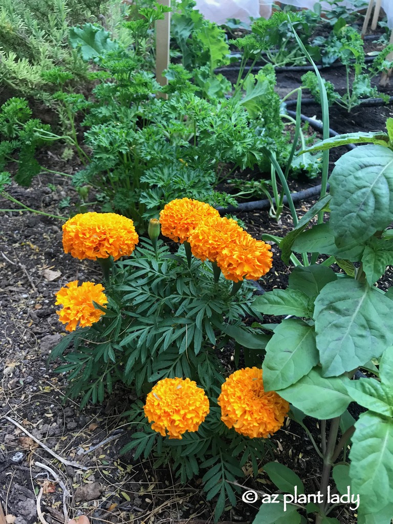 Marigolds in my desert garden