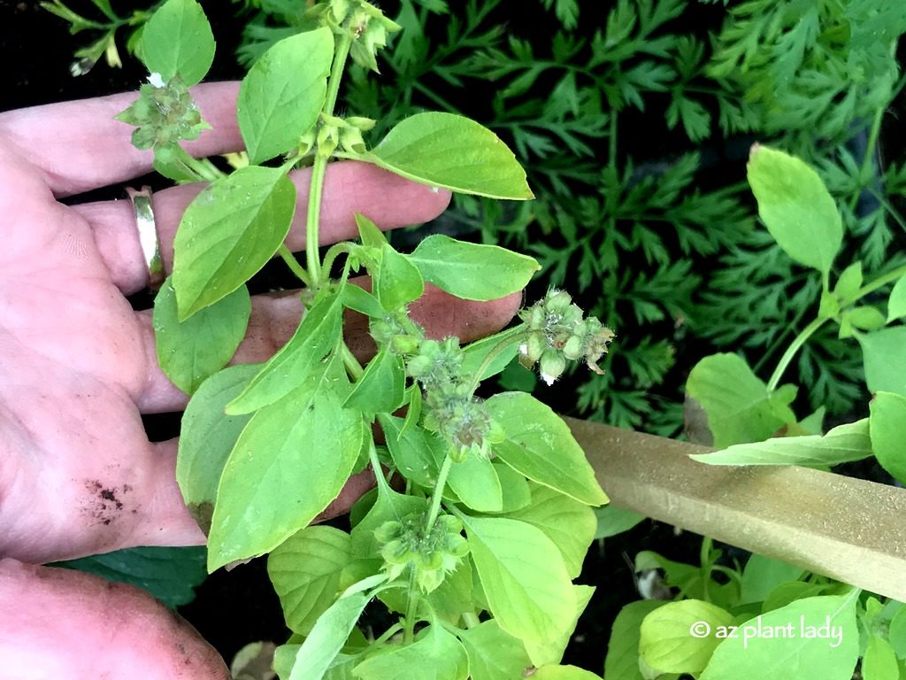 Winter Vegetable Garden