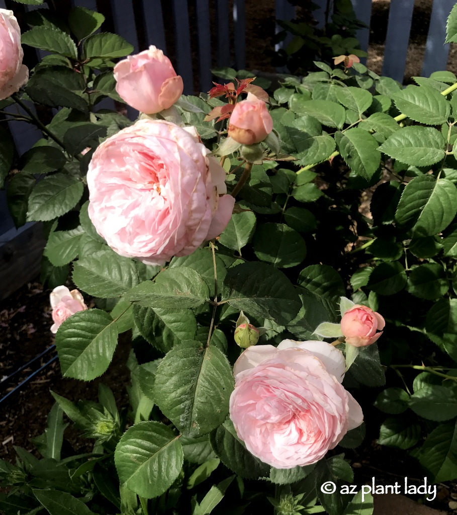 David Austin Olivia rose in full bloom