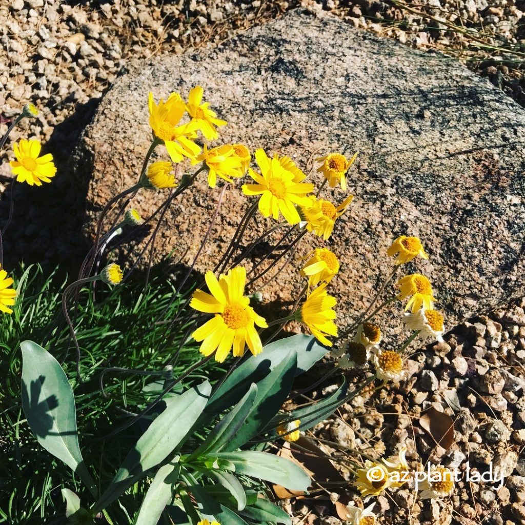 Winter Blooming Desert Flower, Angelita Daisy (Tetraneuris acaulis)