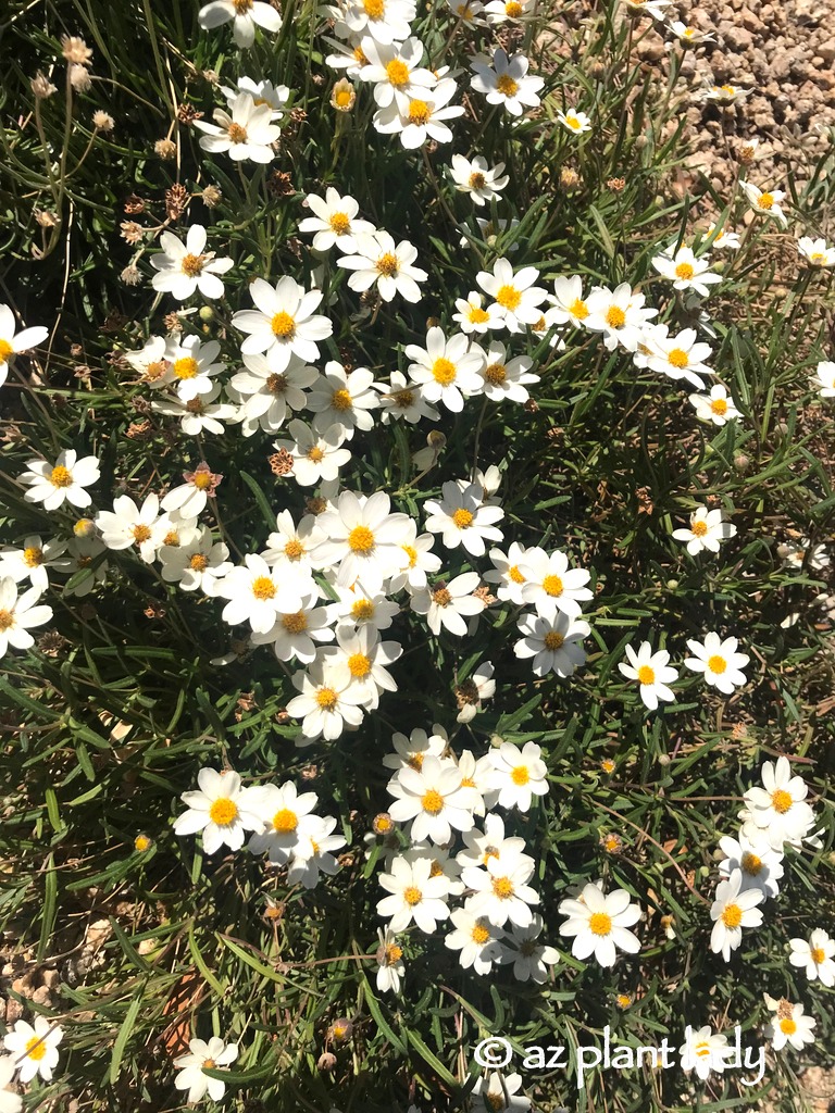Winter Blooming Desert Flower Blackfoot Daisy (Melampodium leucanthum)
