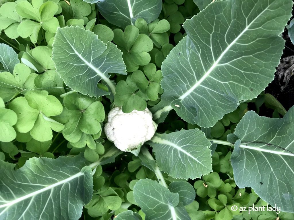 Cauliflower in the Winter Vegetable Garden