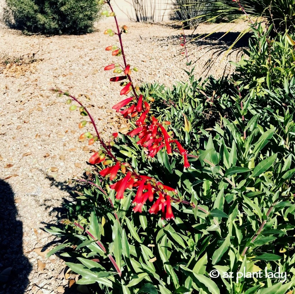 Winter Blooming Desert Flower Firecracker Penstemon (Penstemon eatonii)