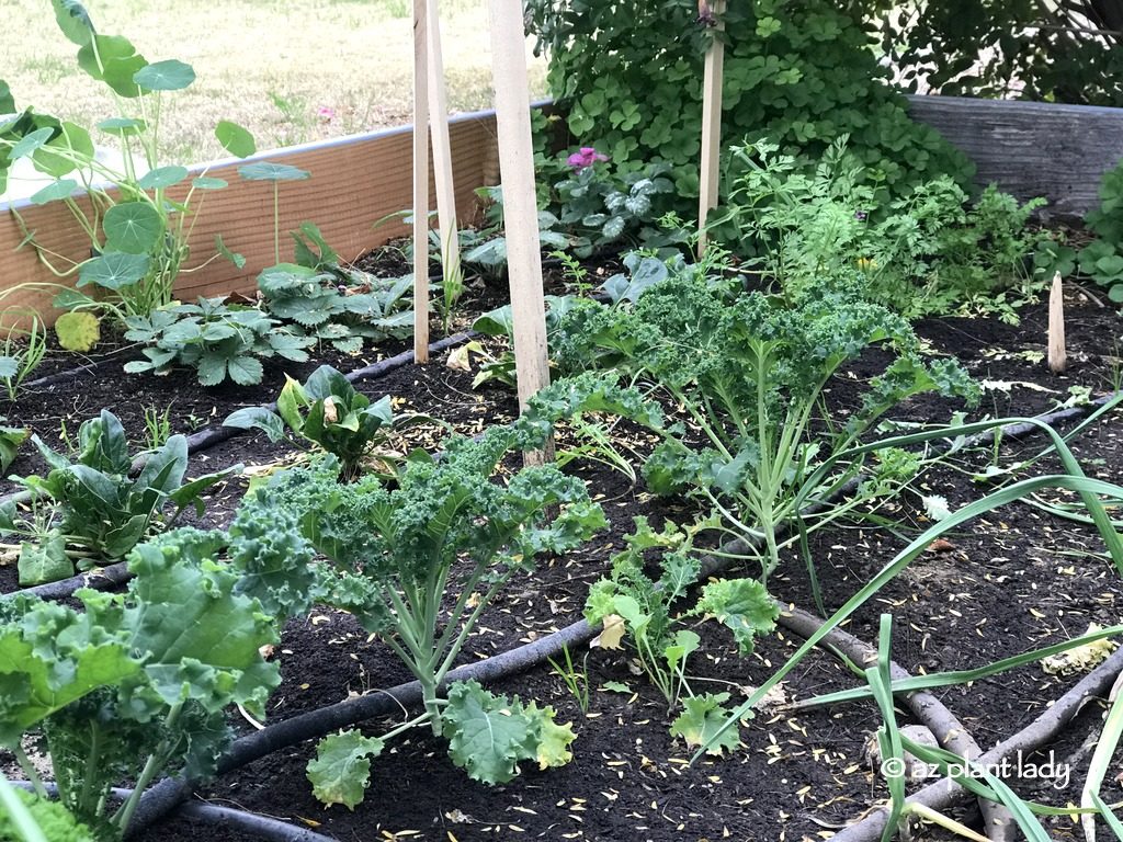 Winter Vegetable Garden growing strong