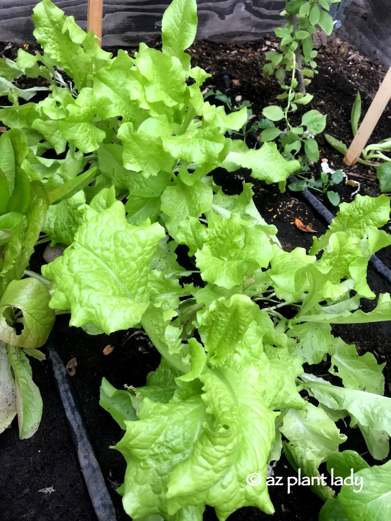 Winter Vegetable Garden lettuces