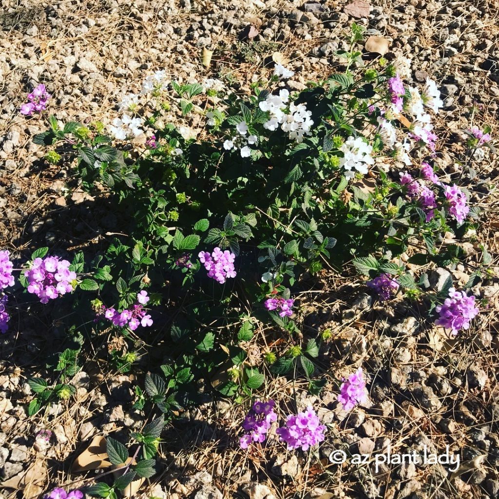  Winter Blooming Desert Flower Purple/White Trailing Lantana (Lantana montevidensis 'Purple' and 'Alba')