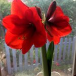 Grow Amaryllis Outdoors in the Desert Southwest