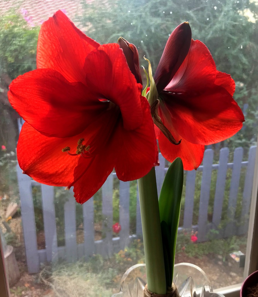 Grow Amaryllis Outdoors in the Desert Southwest