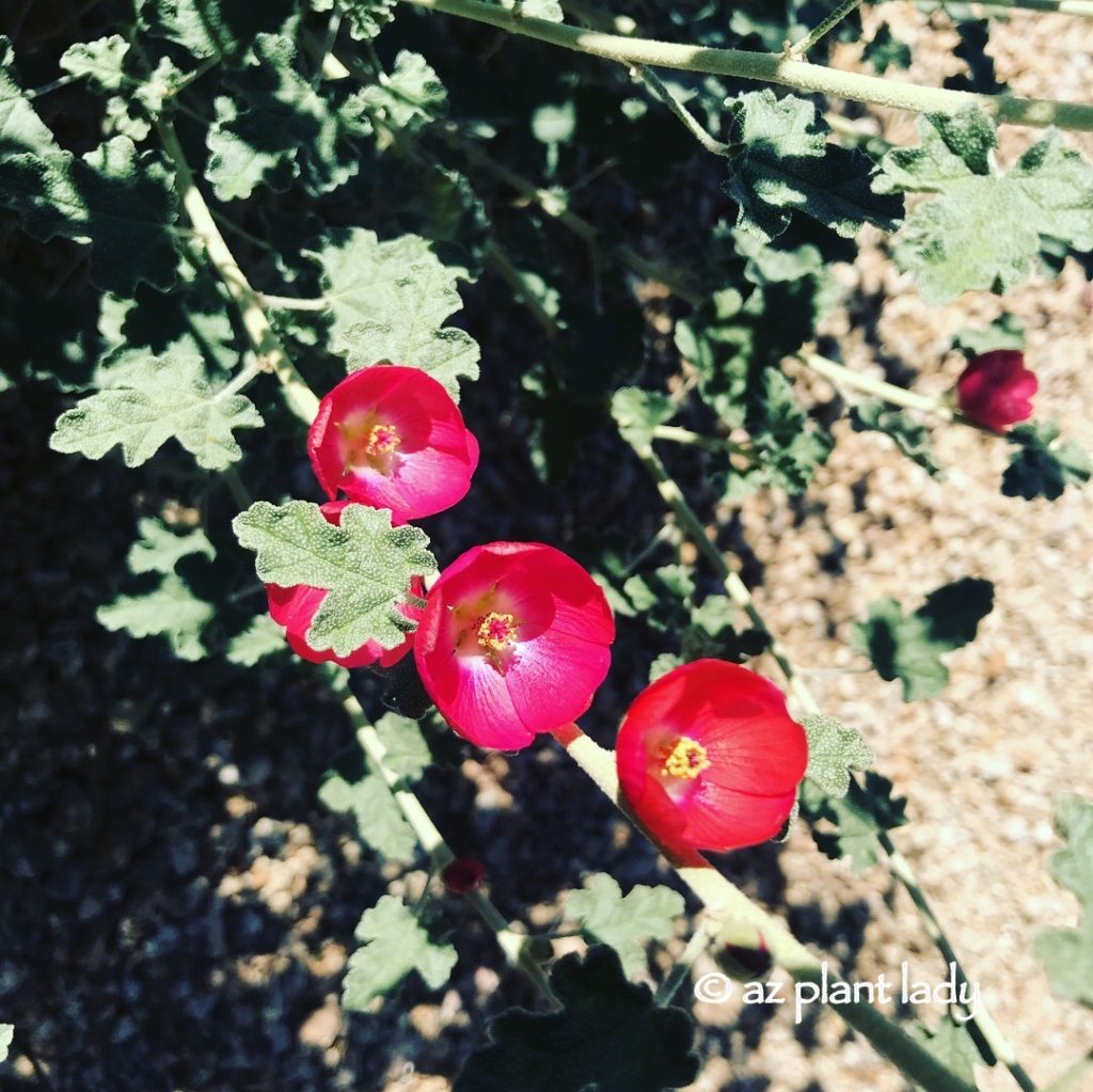 Winter Blooming Desert Flower, Globe mallow (Sphaeralcea ambigua)