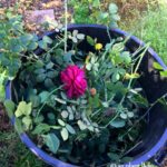 Winter Rose Pruning