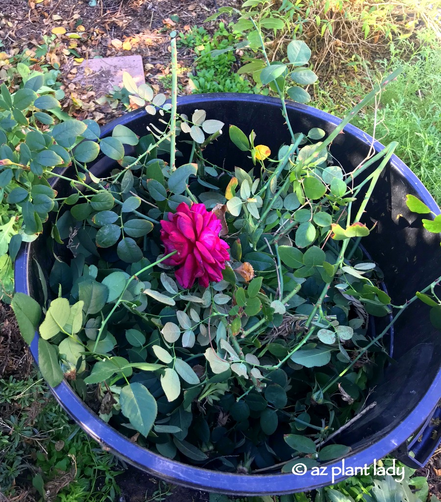 Winter Rose Pruning waste and cuttings