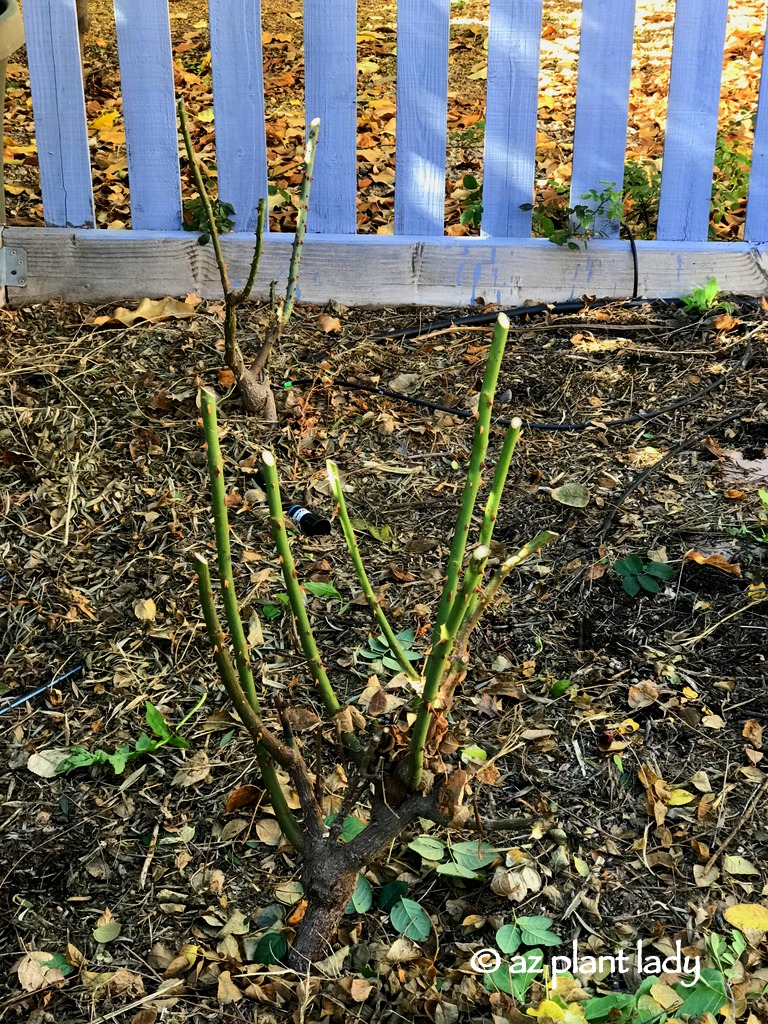 winter rose pruning southwest garden desert Arizona 003 How Do You Prune Roses for Winter