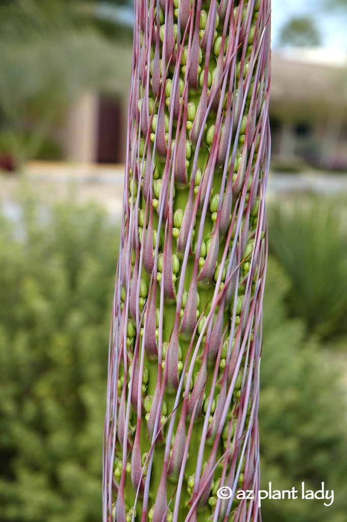 Flowering Agave creating baby bulbils