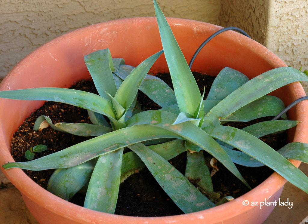 Baby octopus agave in a pot Flowering Agave