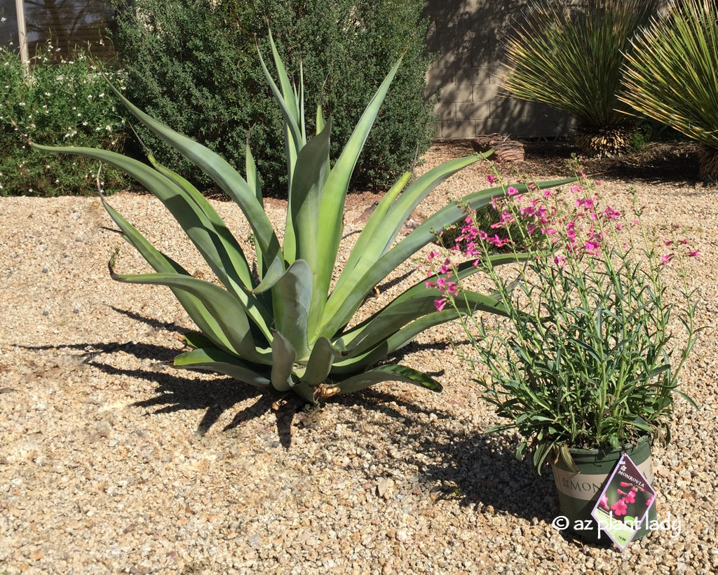 Octopus agave full sized in sun