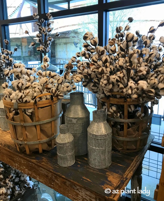 Cotton on stems drying and ready for purchase