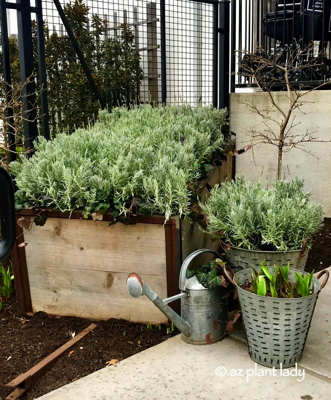 lavender growing in containers