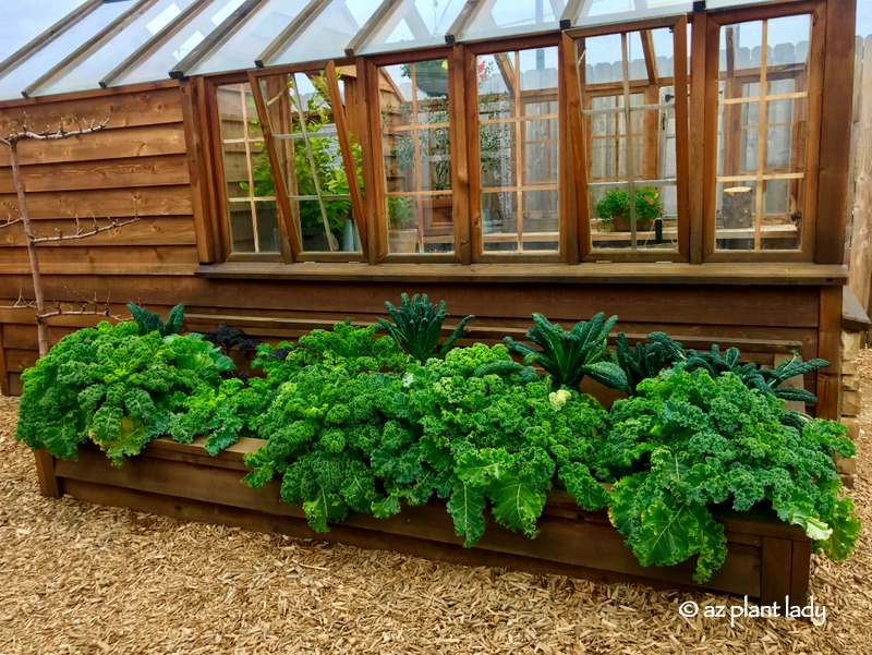 Kale over flowing container gardens