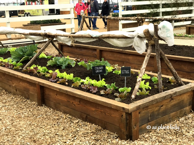 Outdoor lettuce and collard greens growing in the garden