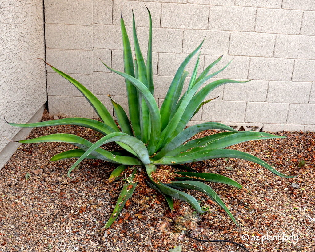 This octopus agave will be Flowering Agave soon